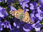 SX06449 Painted lady butterfly (Cynthia cardui) on blue flower.jpg